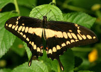 Giant Swallowtail