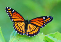 Viceroy(Basilarchia-archippus)