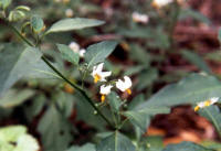 Common Nightshade (Solanum americanum)