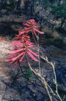 Coralbean (Erythrina herbacea)
