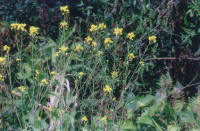 Indian Mustard or Leaf Mustard (Brassica juncea)