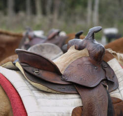 Horse Saddled and Ready for a Trail Ride - Western Saddle