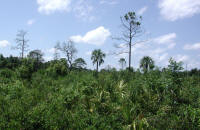 View a larger image of Florida Scrub land